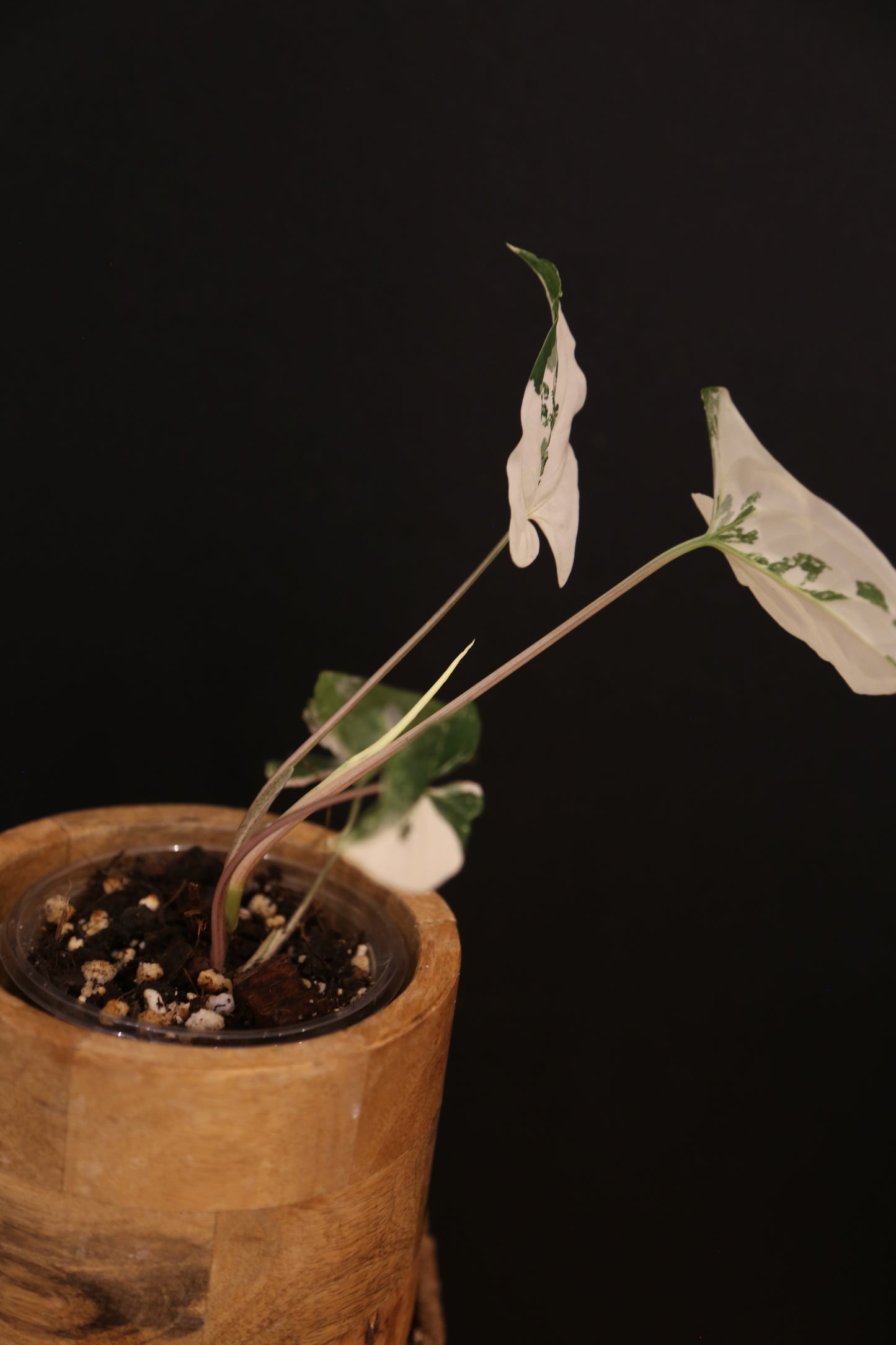 Syngonium Podophyllum Albo Variegata - Almost Full White Leaf - New Growth Emerging - Rooted Plant UK