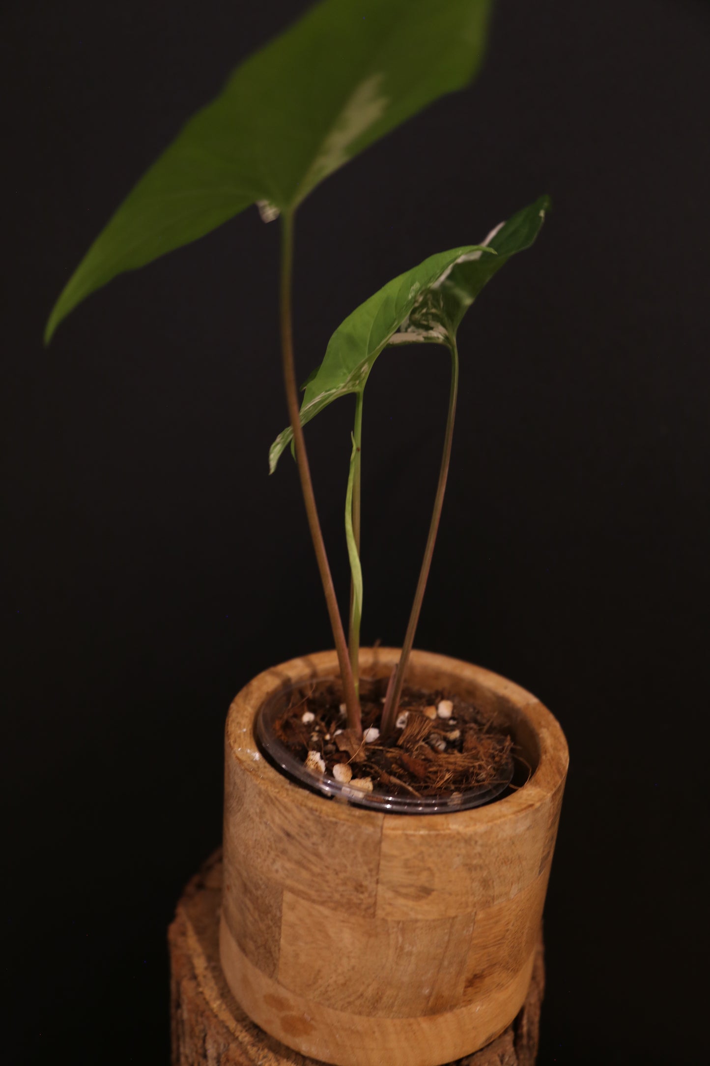 Syngonium Podophyllum Albo Variegata - Speckled Variegation - Young Starter Plant - Rooted Plant UK