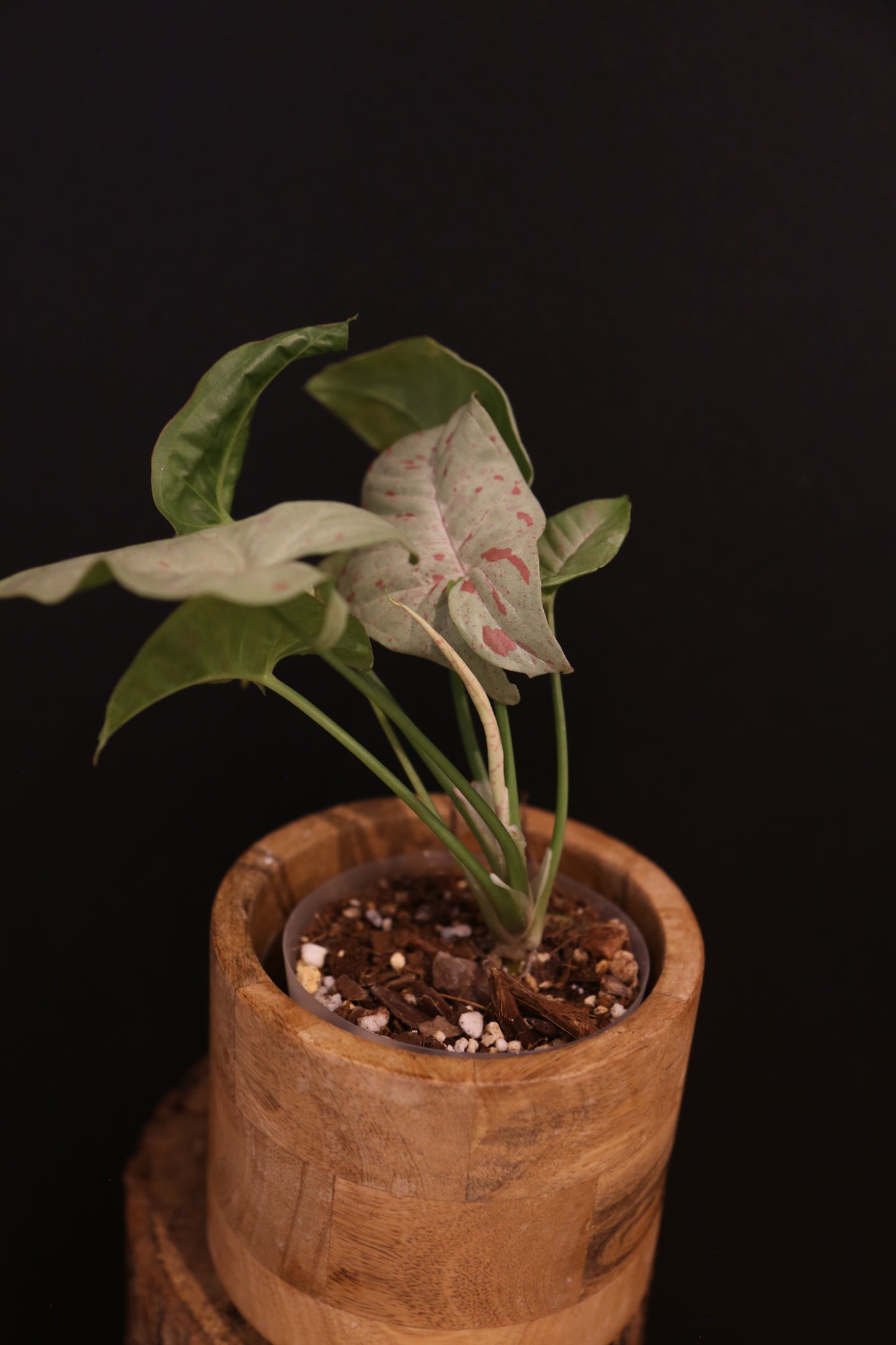 Syngonium Milk Confetti - Pink Speckled Variegation - Full Bushy Plant - Rare Houseplant UK