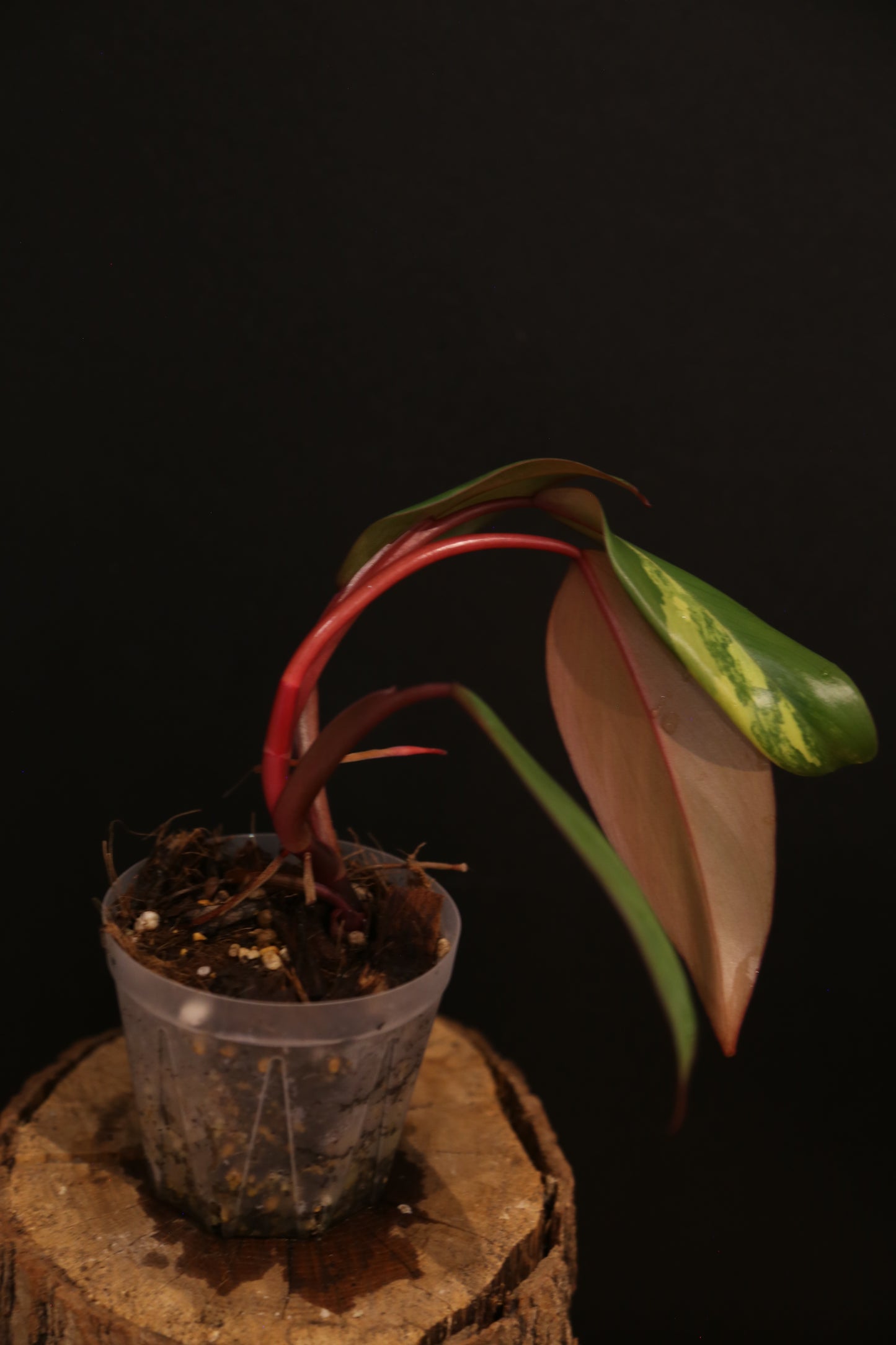 Philodendron Strawberry Shake Variegata - Red Petioles - New Leaf Emerging - Rooted Starter Plant UK