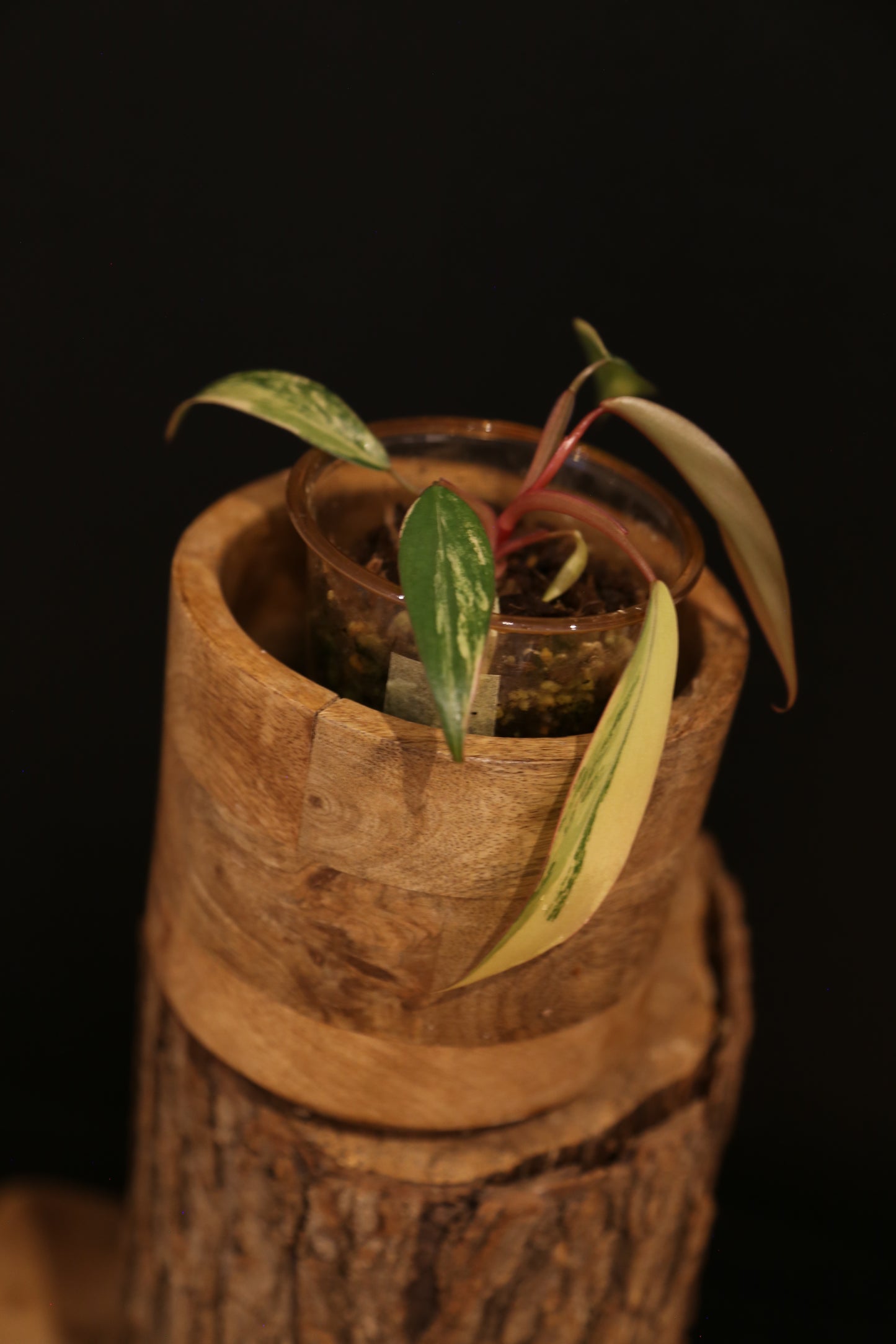 Philodendron Strawberry Shake Variegata - Multiple New Leaves - Cream Variegation - Rooted Starter Plant UK