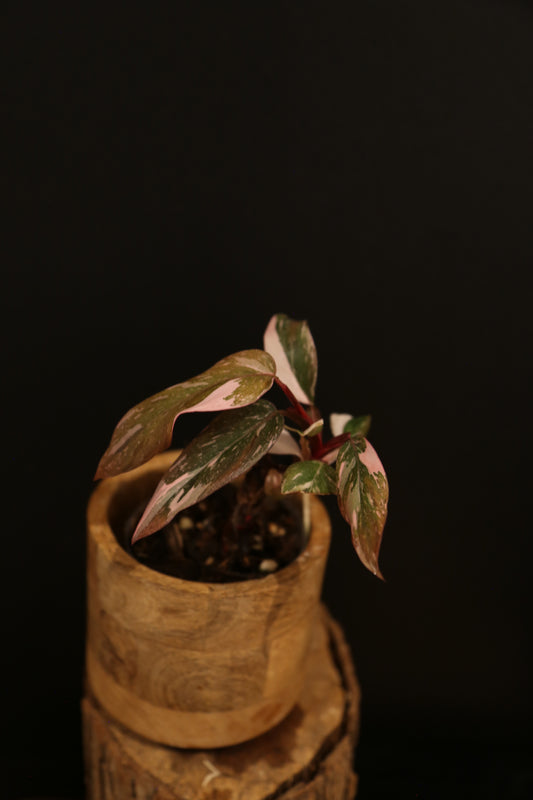 Philodendron Pink Princess Galaxy - Pink Splash on Dark Foliage - Full Bushy Plant - Rooted Plant UK