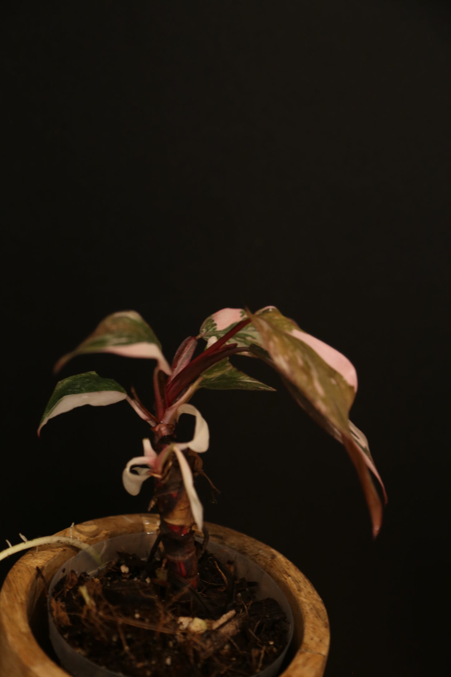 Philodendron Pink Princess Galaxy - Pink Splash on Dark Foliage - Full Bushy Plant - Rooted Plant UK