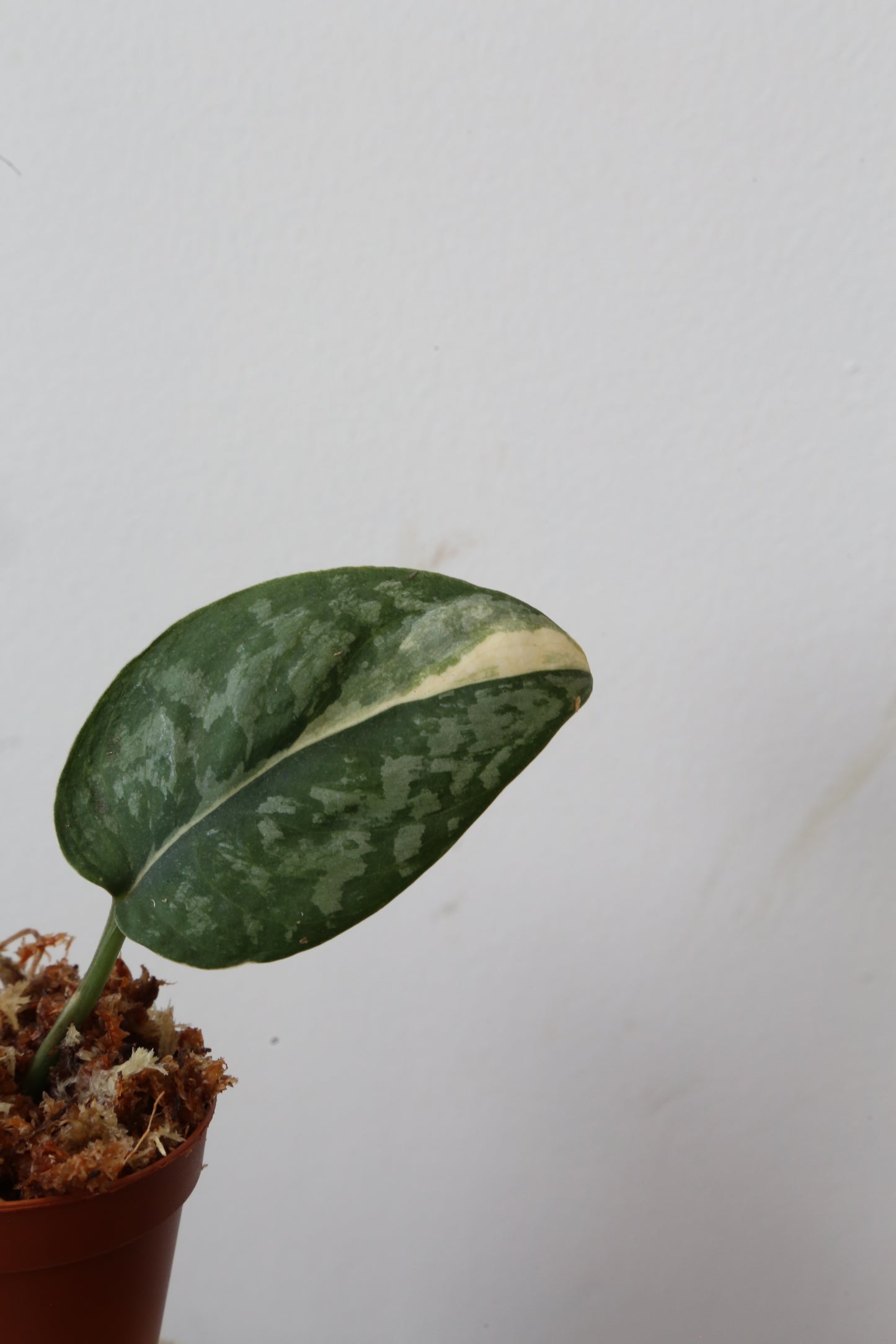 Super Rare! Scindapsus Prabu – Limited Cutting 03