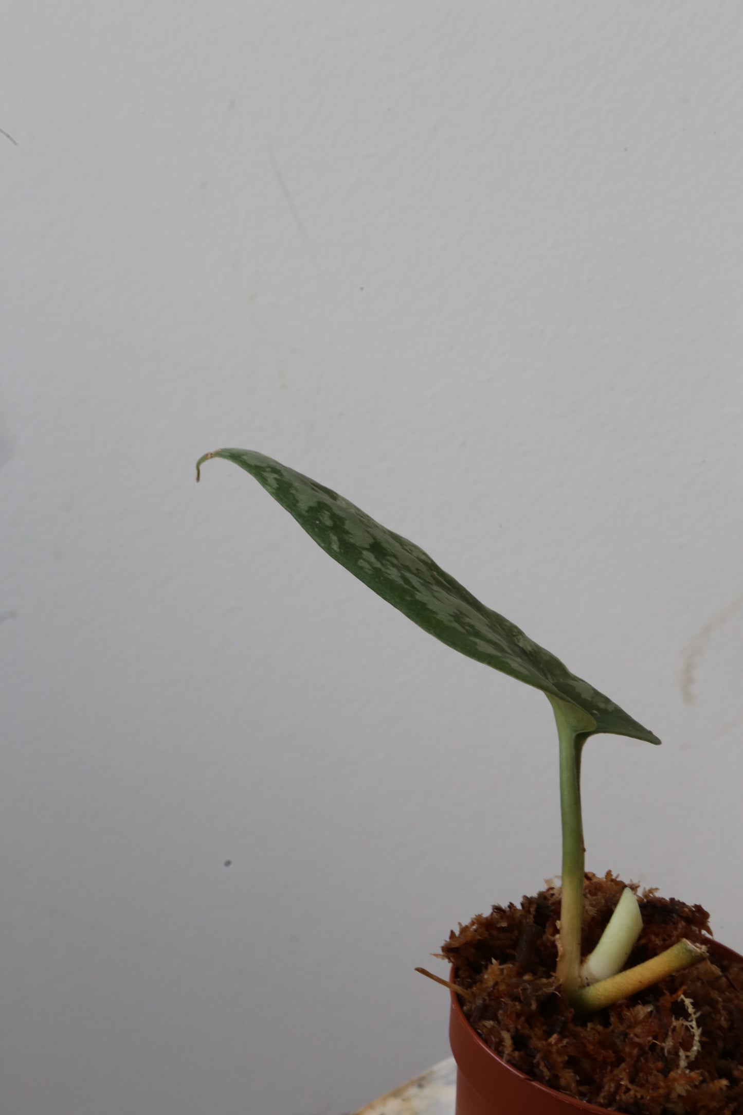 Super Rare! Scindapsus Prabu – Limited Cutting 04