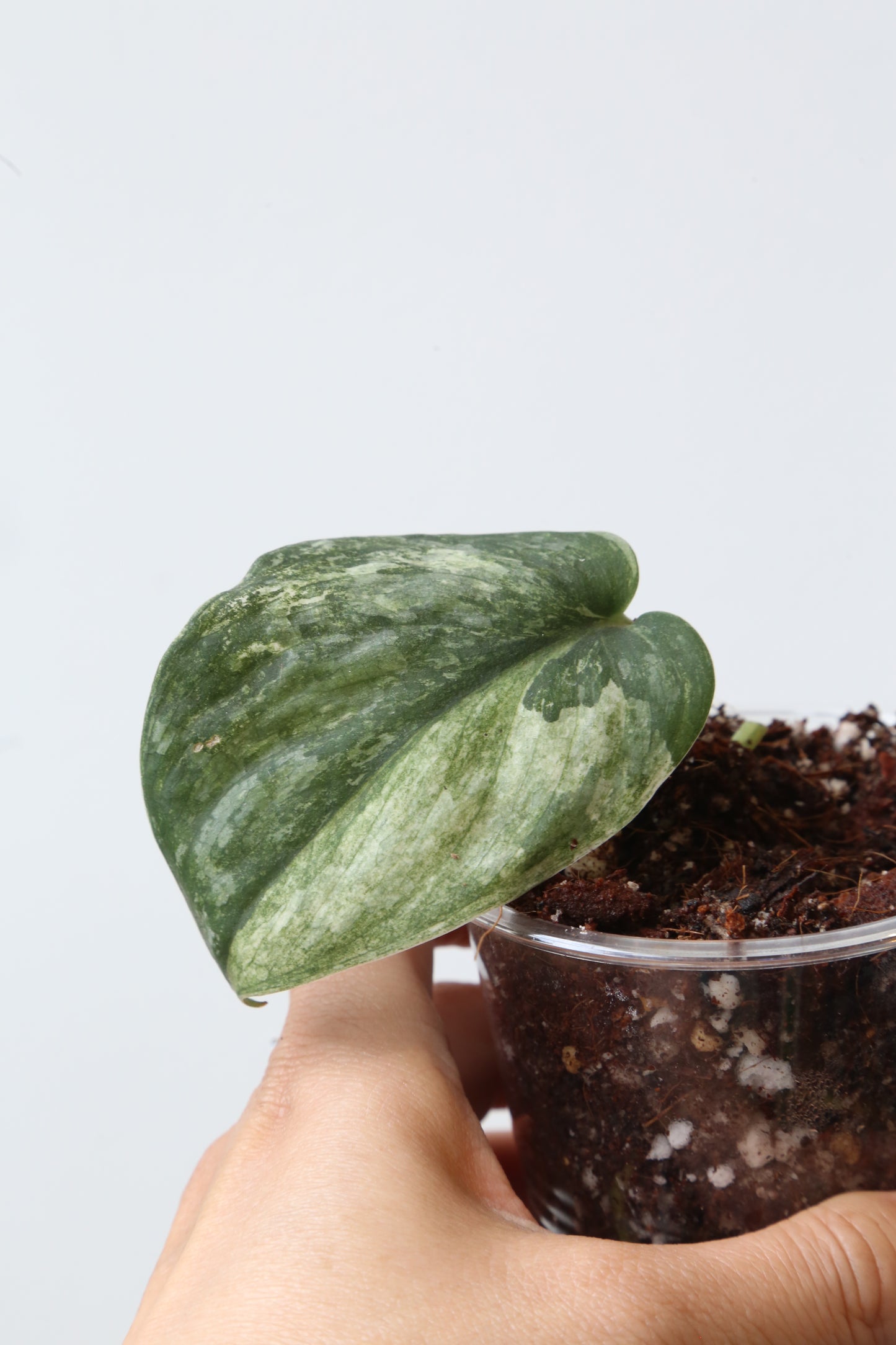Rare! Scindapsus Sadewa – Limited Cutting 10