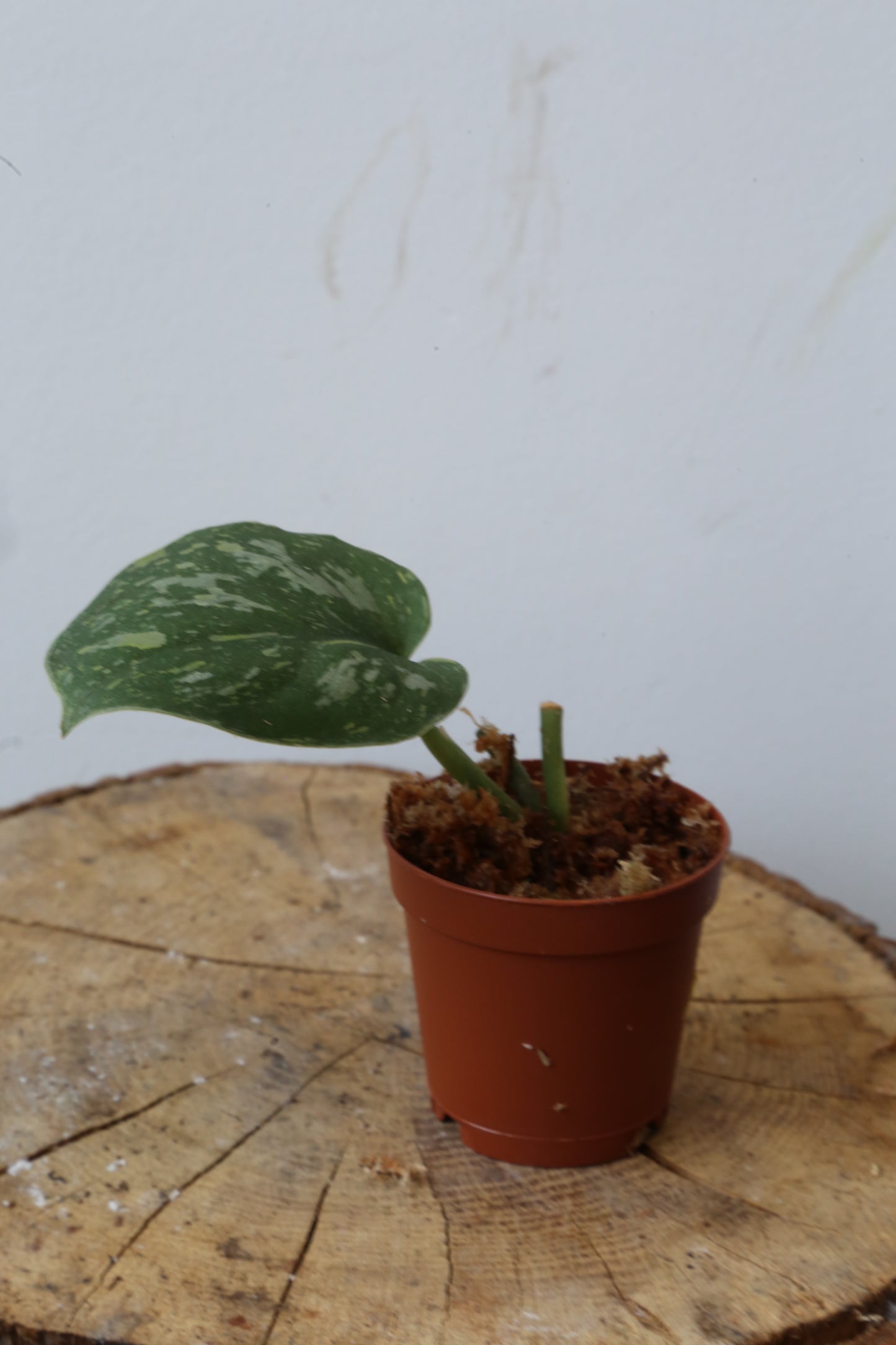 Rare! Scindapsus Baticon – Cutting 13