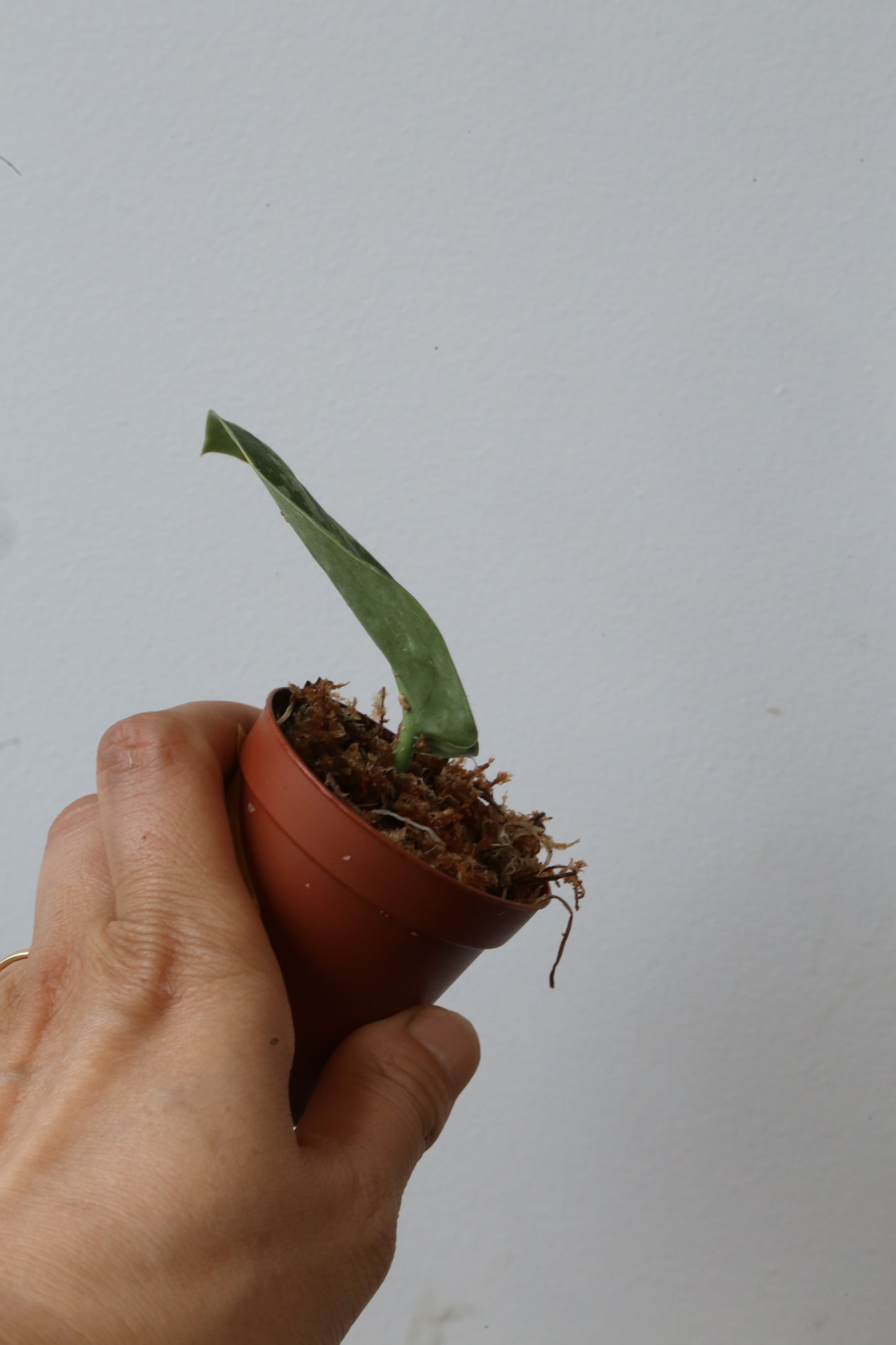 Rare! Scindapsus Baticon – Cutting 15