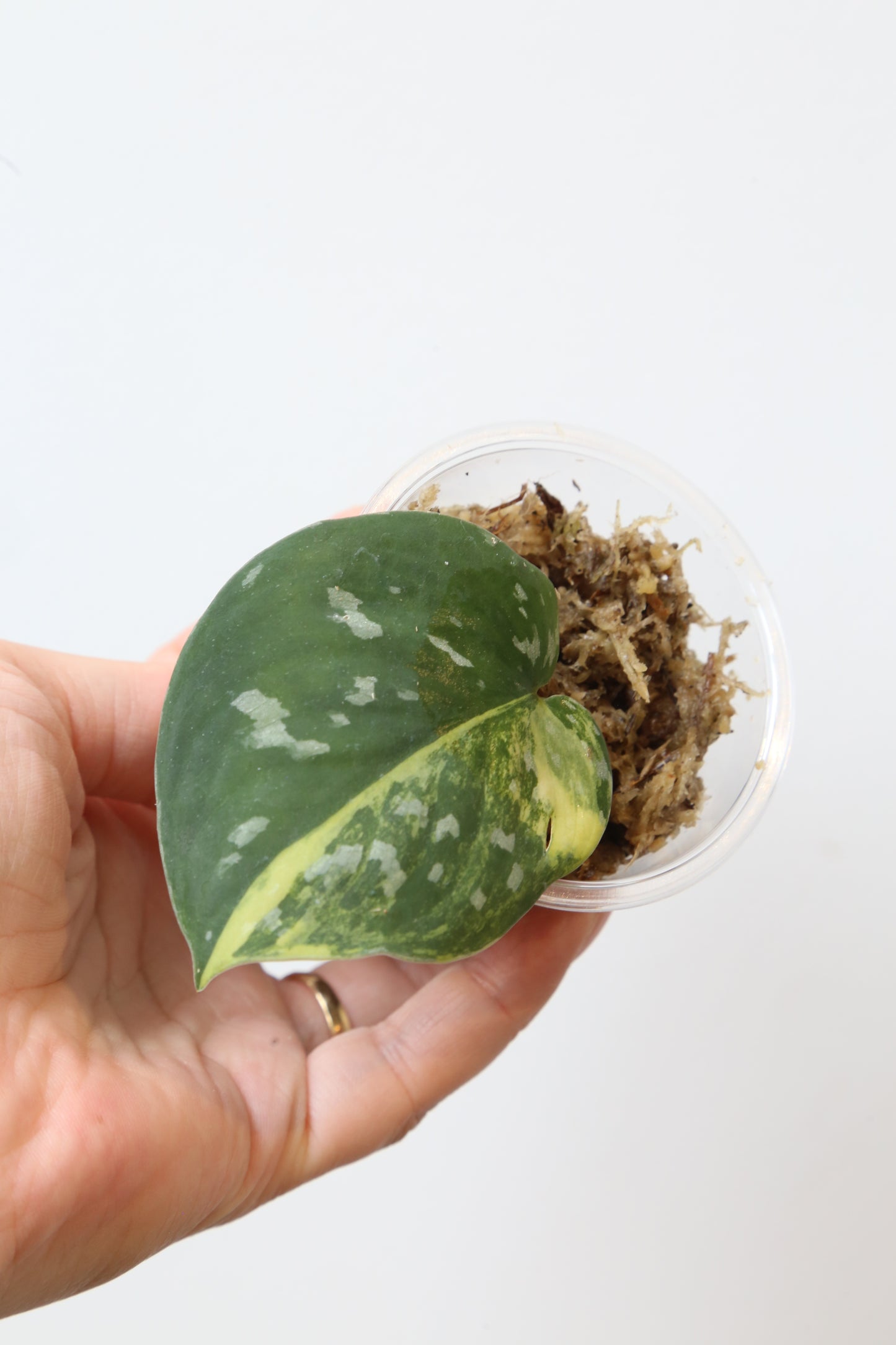 Rare! Scindapsus Scindapsus argyreus Sentarum – Cutting 19