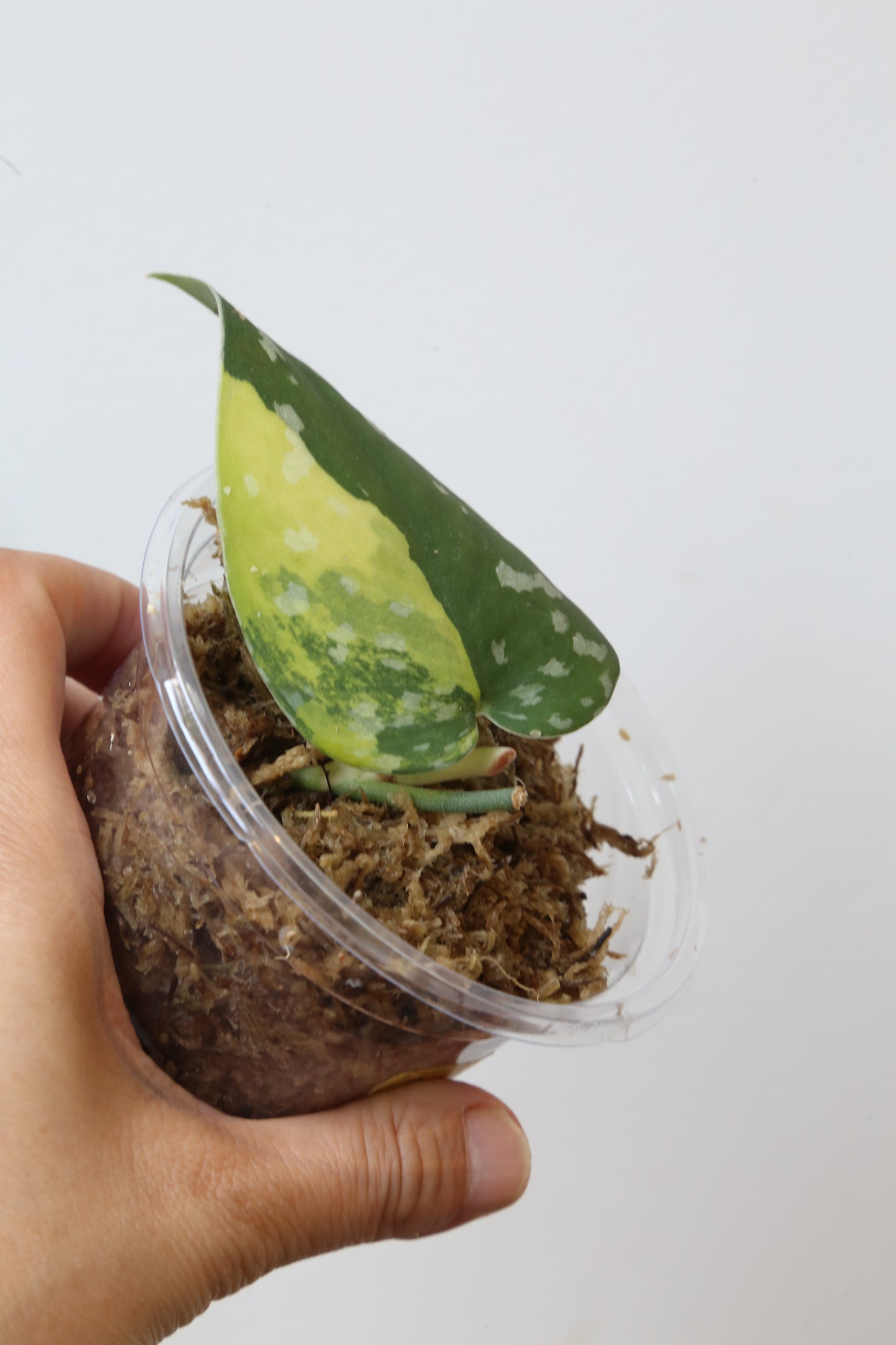 Rare! Scindapsus Scindapsus argyreus Sentarum – Cutting 20