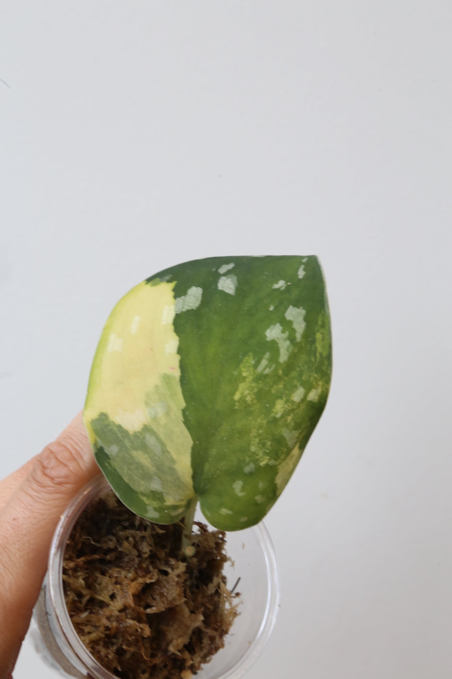 Rare! Scindapsus Scindapsus argyreus Sentarum – Cutting 21