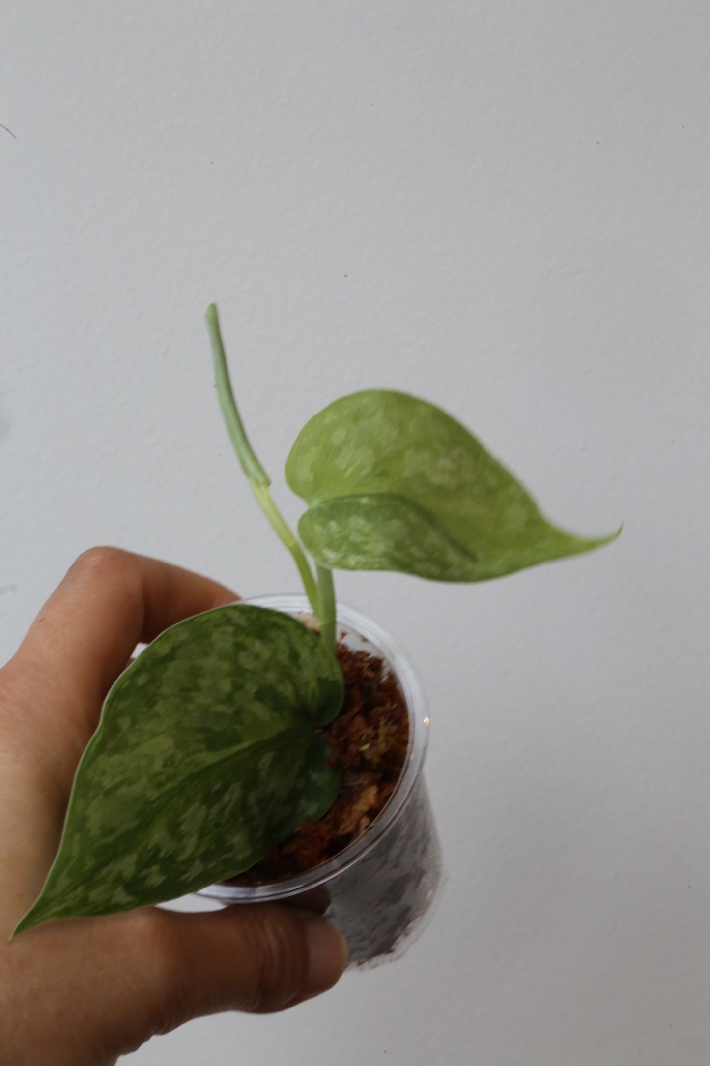 Rare! Scindapsus Scindapsus Rajatapura – Cutting 22