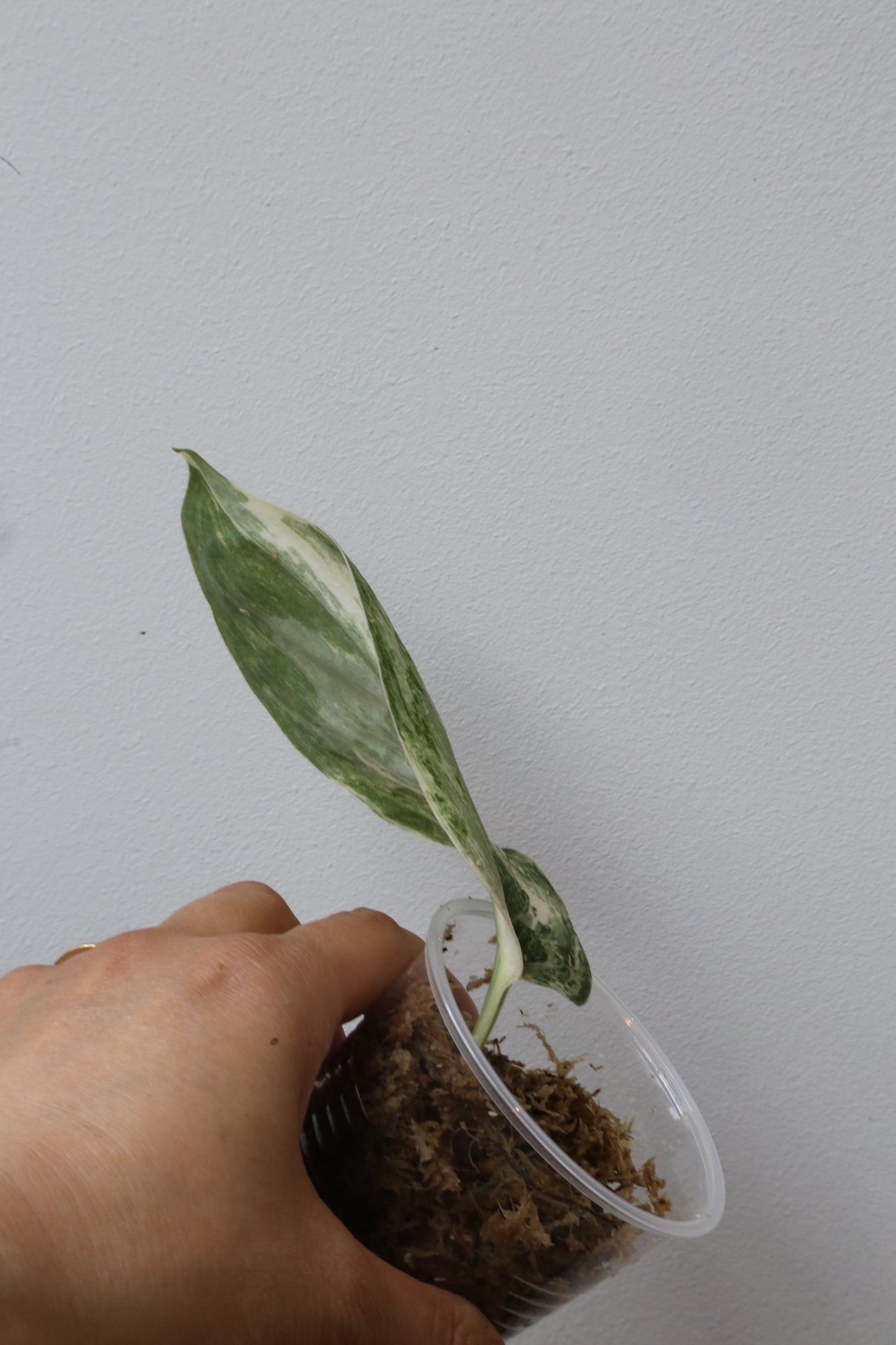 Rare! Scindapsus Scindapsus Mutya – Cutting 24
