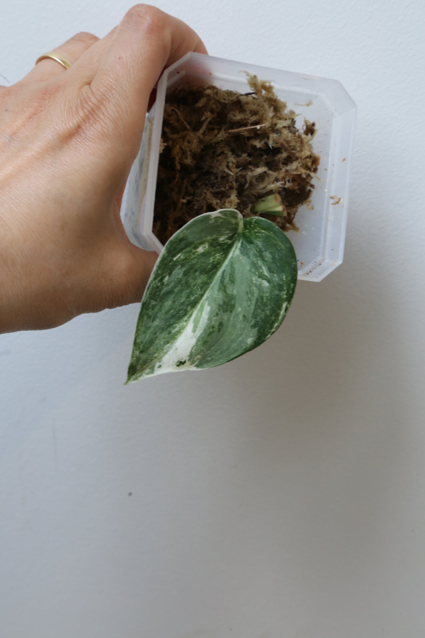 Rare! Scindapsus Scindapsus Mutya – Cutting 25