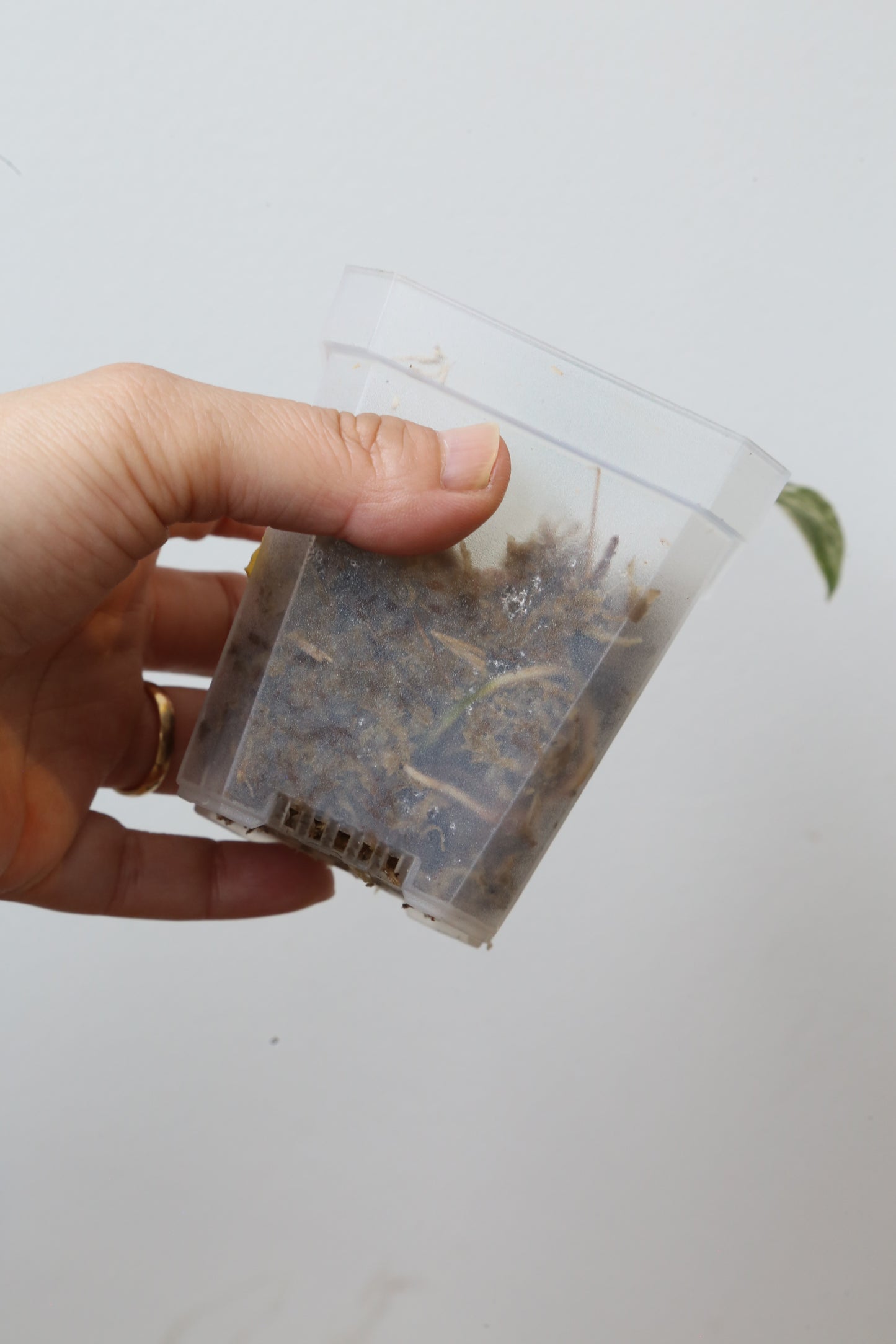 Rare! Scindapsus Scindapsus Mutya – Cutting 26