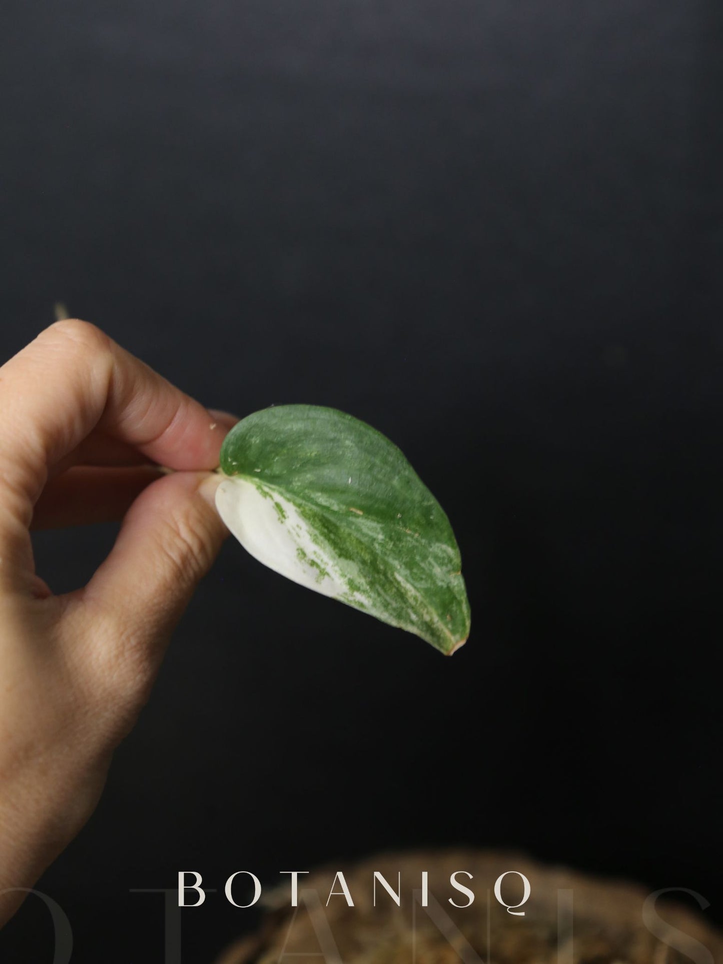 Scindapsus Silver Tattoo Variegated Cutting