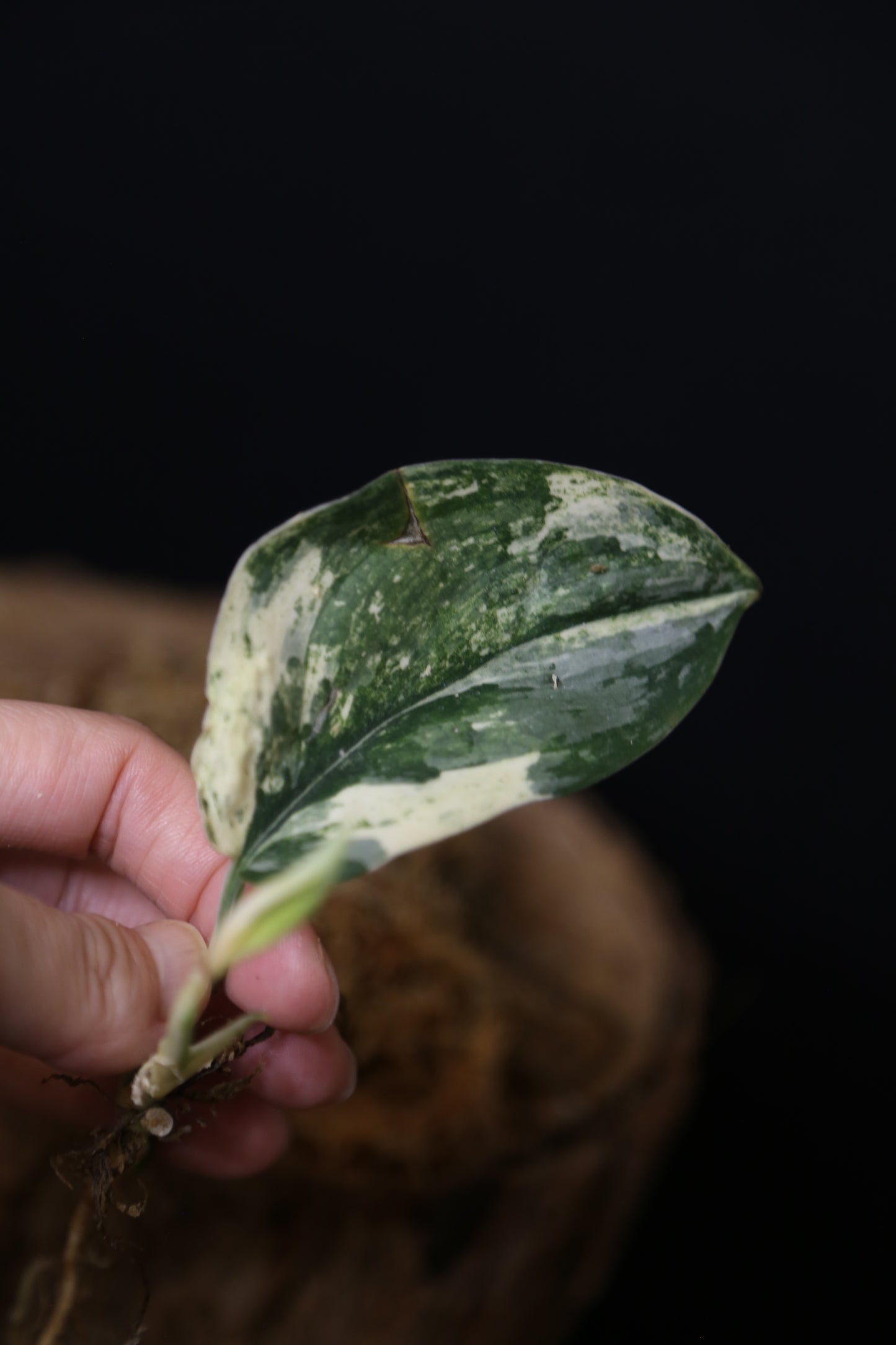 Scindapsus Jade Satin Mint Variegated – Cutting 003