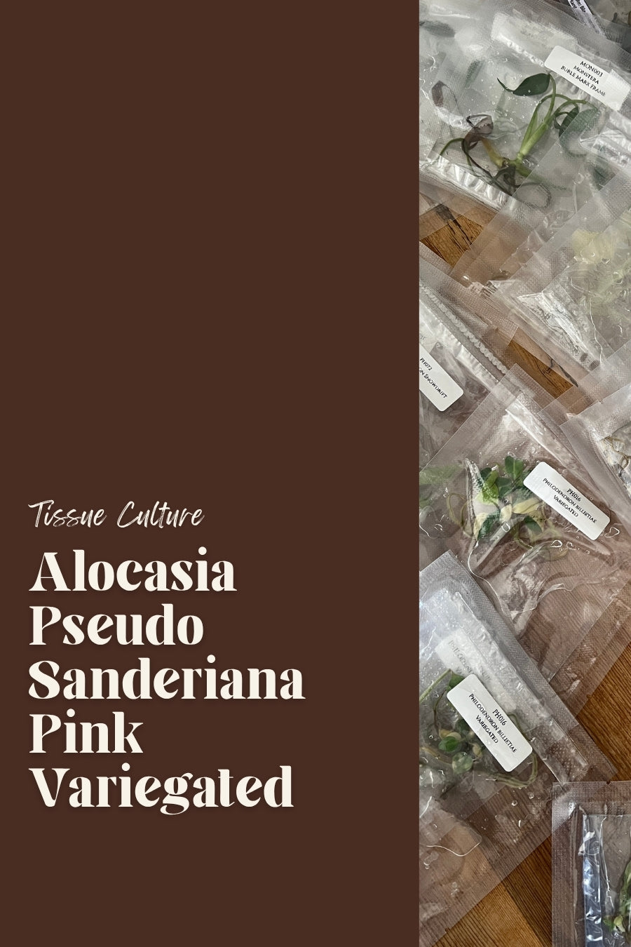 Alocasia Pseudo Sanderiana Pink Variegated