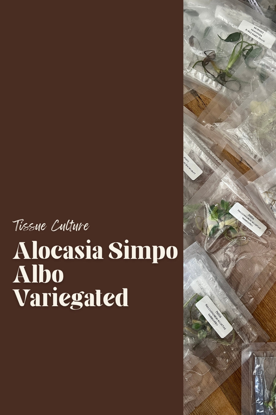 Alocasia Simpo Albo Variegated