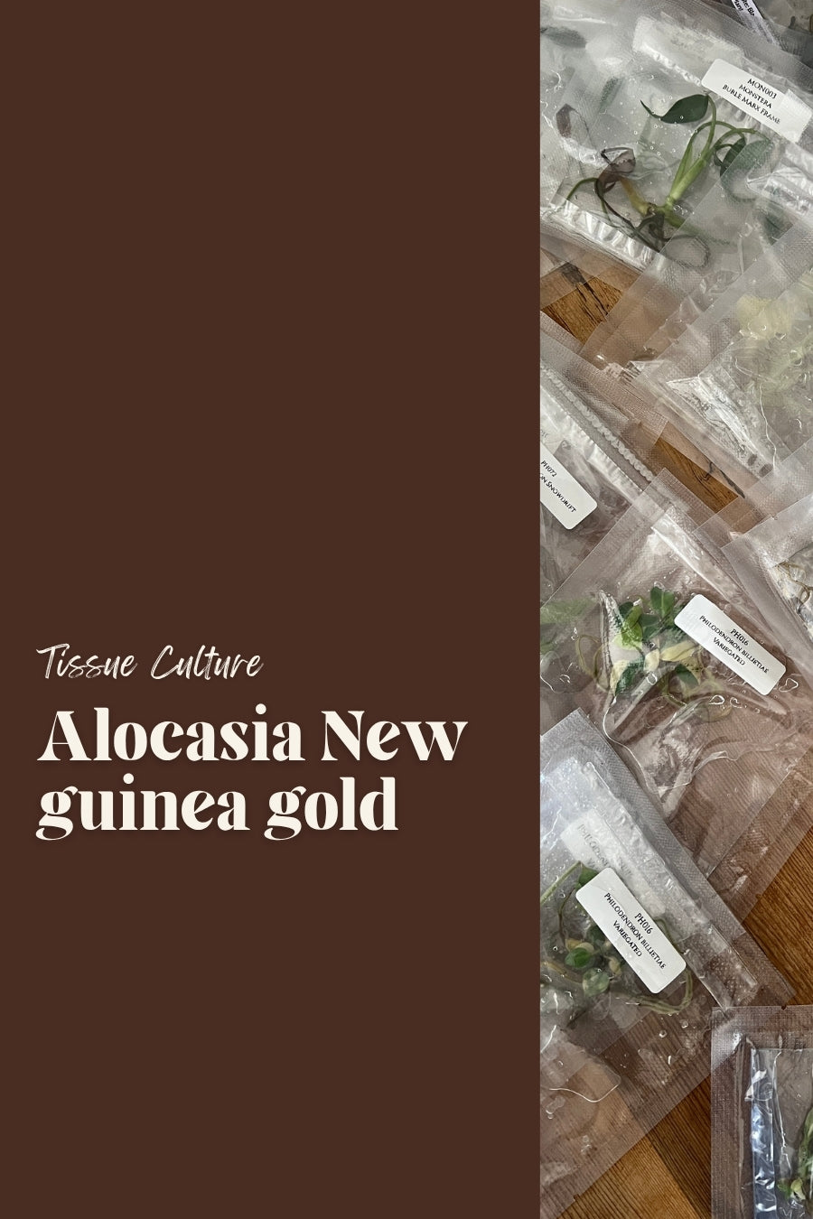 Alocasia New guinea gold