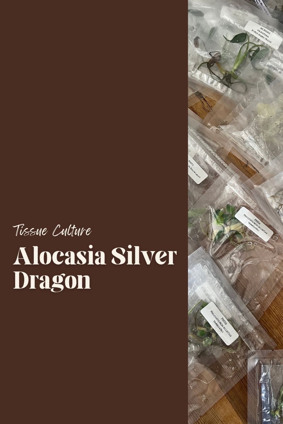 Alocasia Silver Dragon