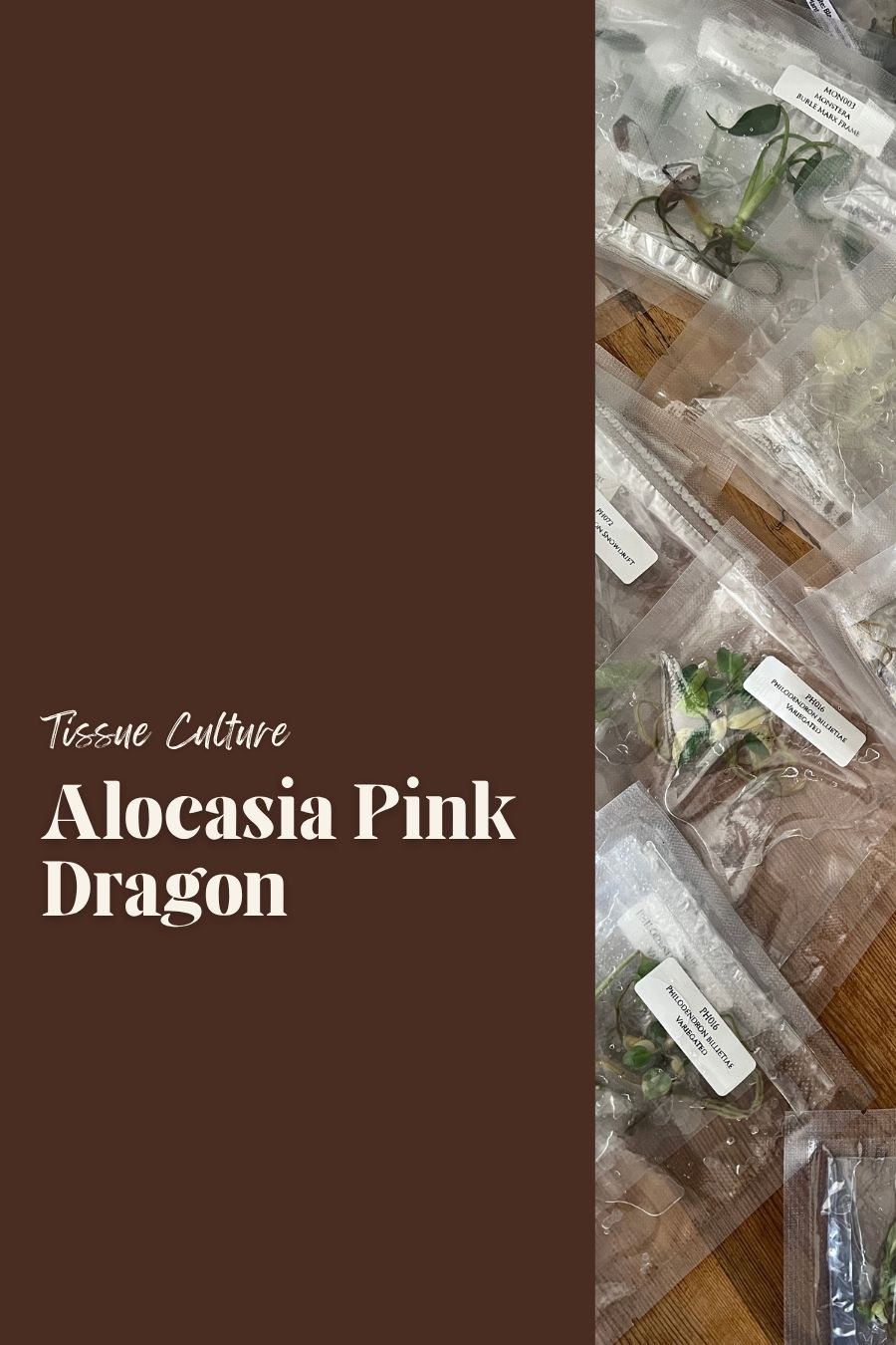 Alocasia Pink Dragon