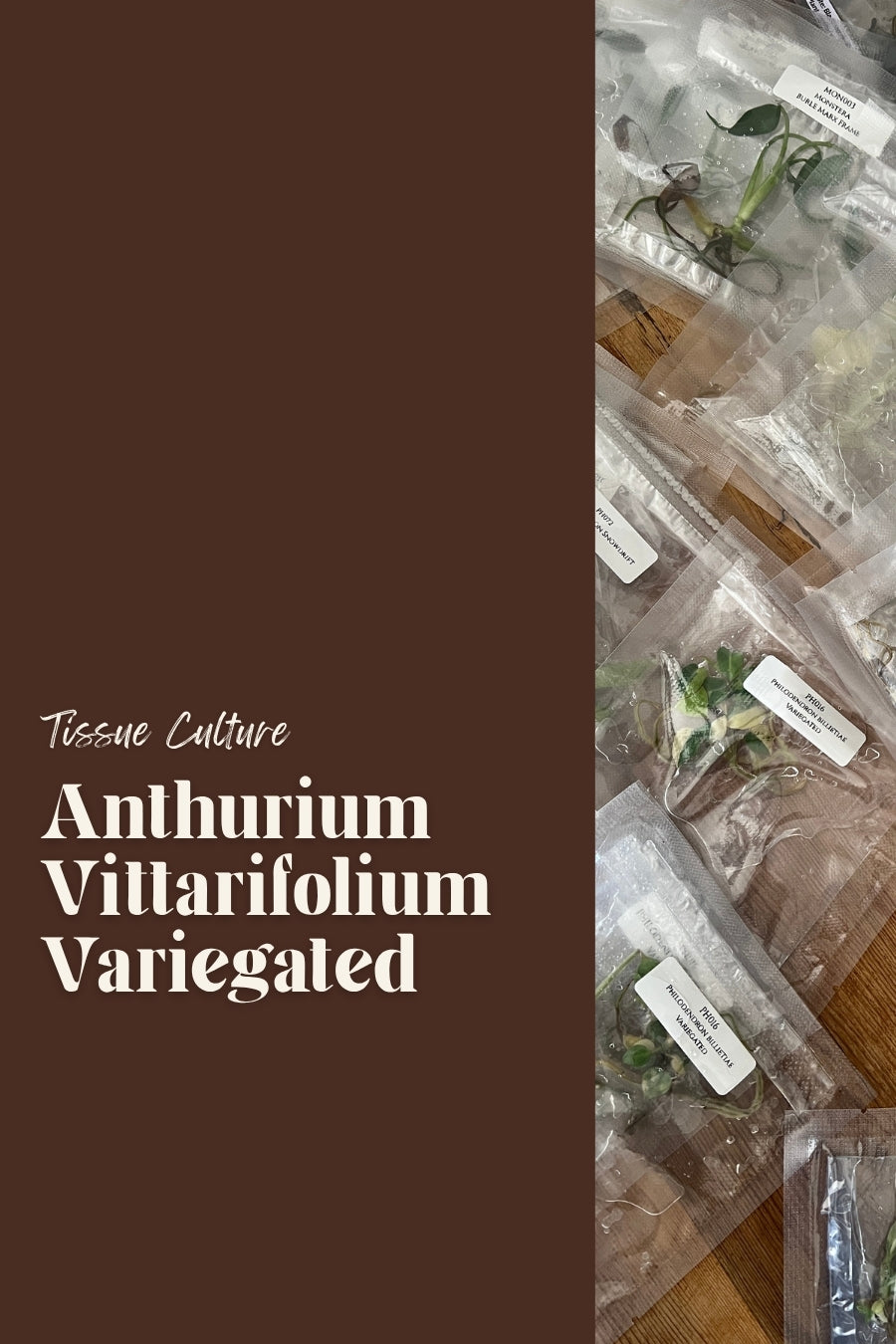 Anthurium Vittarifolium Variegated