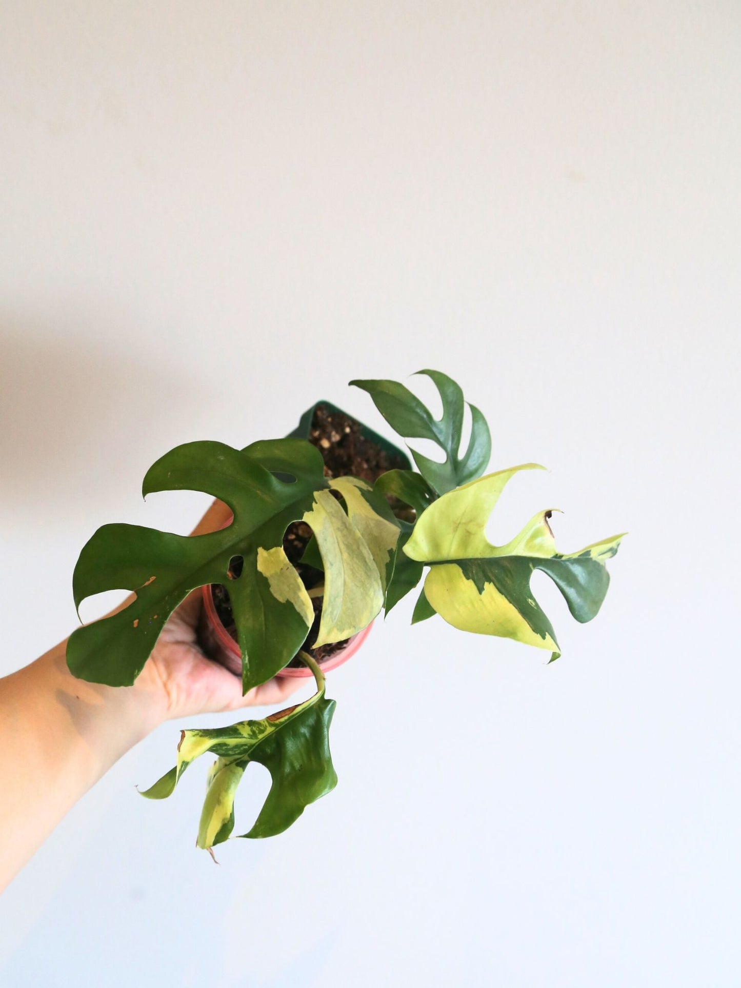 Rare Variegated Aroid 3 Cuttings Mix | Collector Mystery Box - Monstera Variegated included