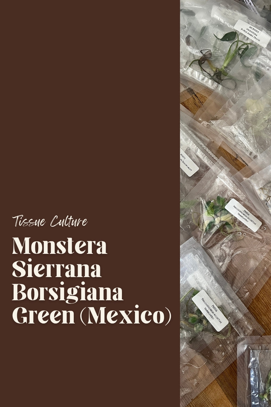 Monstera Sierrana Borsigiana Green (Mexico)