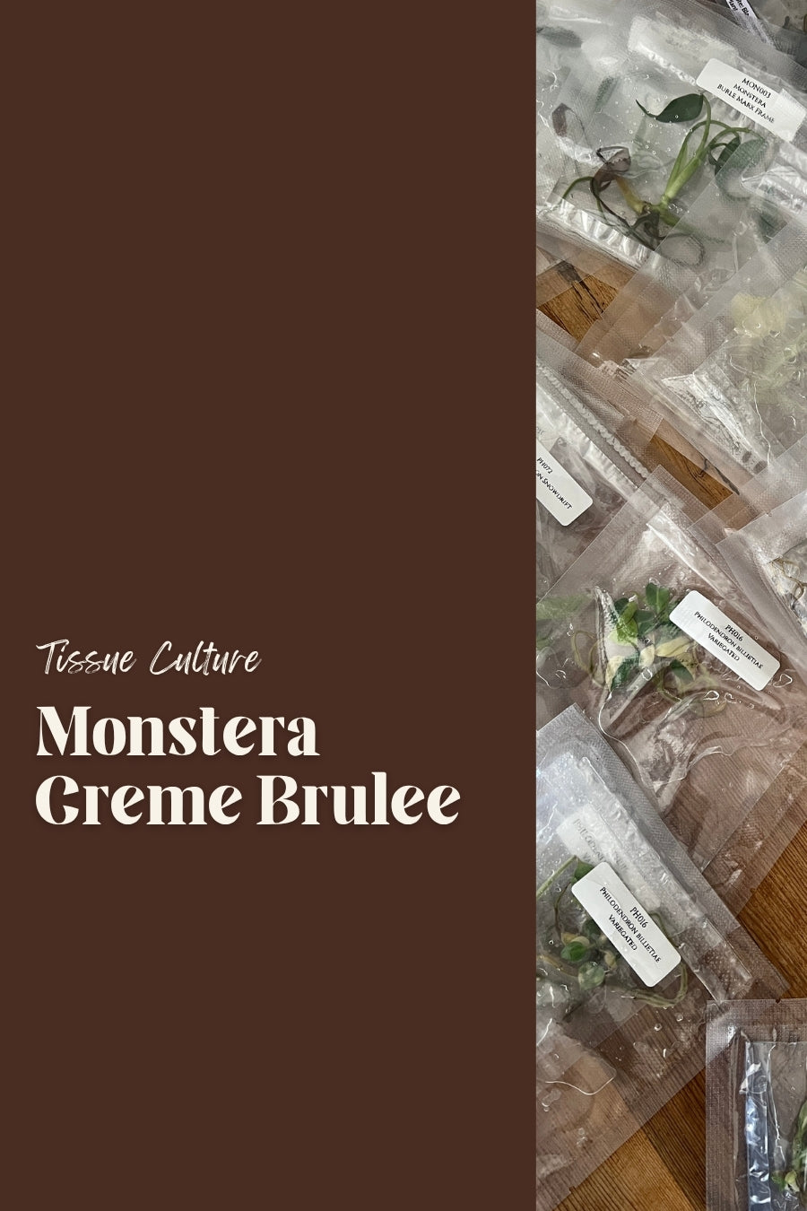 Monstera Creme Brulee