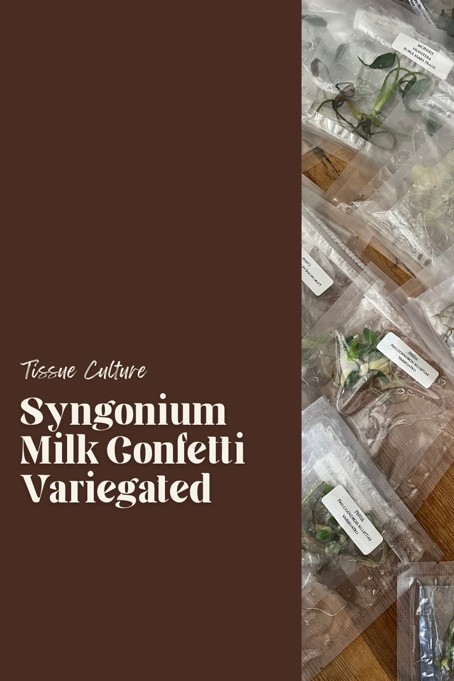 Syngonium Milk Confetti Variegated