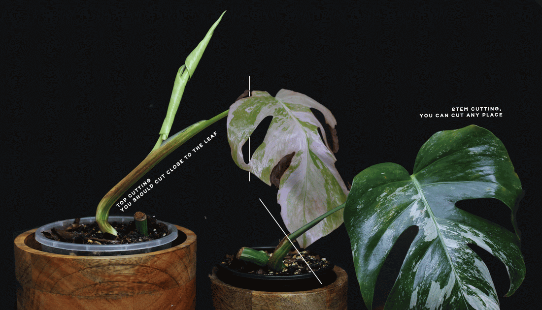 How do you fix thrips problem?