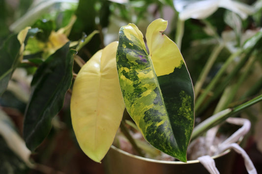 Where should I cut the stems to propagate Philodendron Burle Marx Variegated?