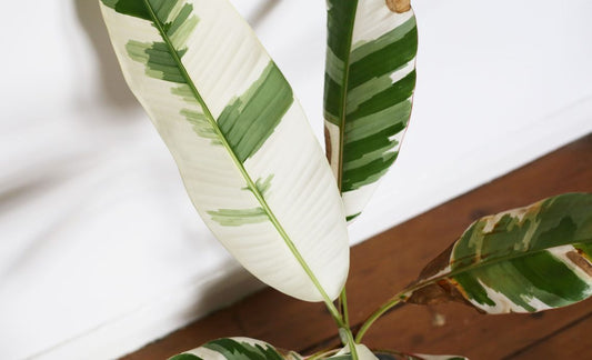 How do you take care of Banana Aeae?