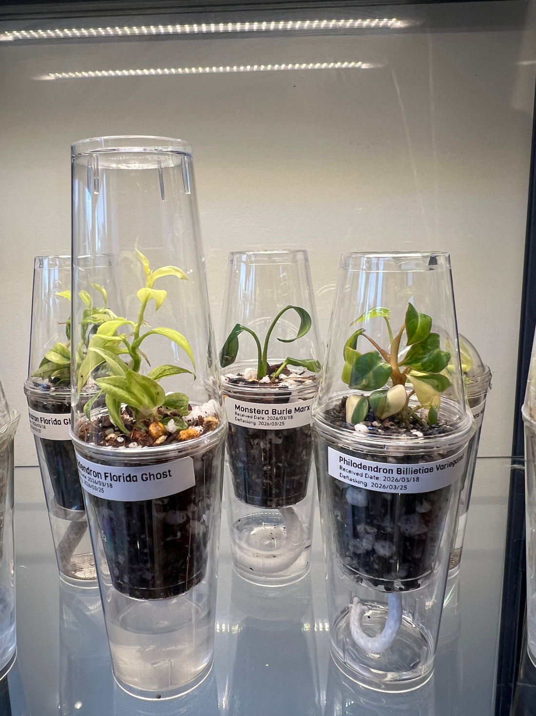 Pre-Order Tissue Culture schedule