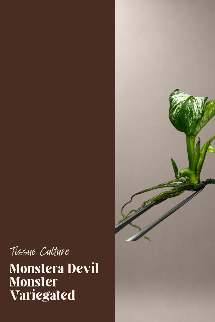 Monstera Devil Monster Variegated tissue culture plantlet