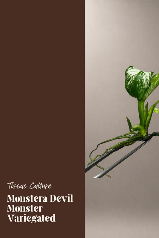 Monstera Devil Monster Variegated tissue culture plantlet