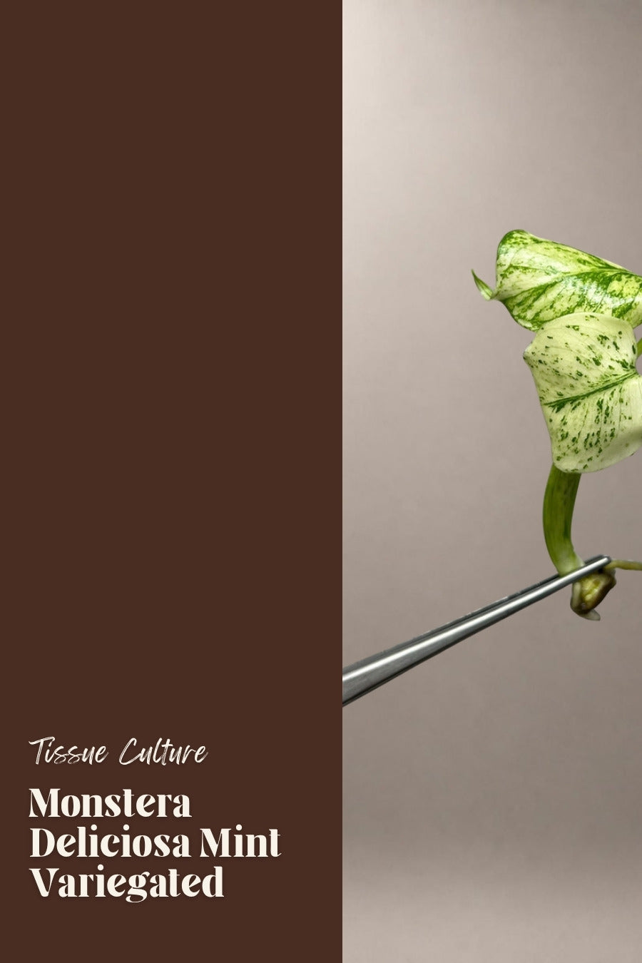 Monstera Deliciosa Mint Variegated tissue culture plantlet