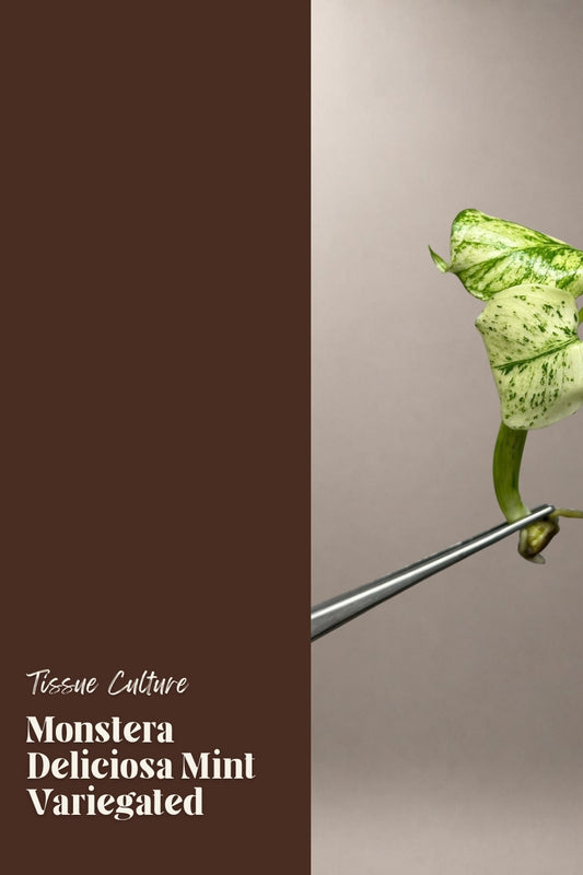 Monstera Deliciosa Mint Variegated tissue culture plantlet