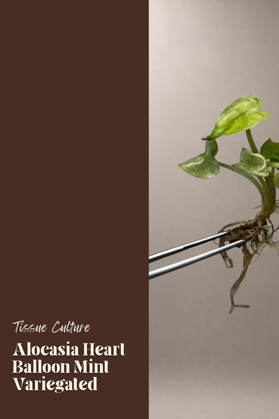 Alocasia Heart Balloon Mint Variegated tissue culture plantlet