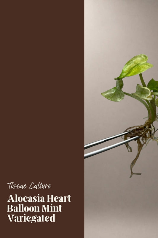 Alocasia Heart Balloon Mint Variegated tissue culture plantlet