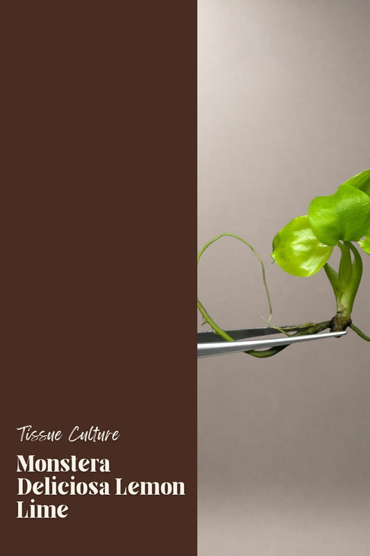Monstera Deliciosa Lemon Lime tissue culture plantlet