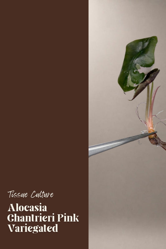 Alocasia Chantrieri Pink Variegated tissue culture plantlet