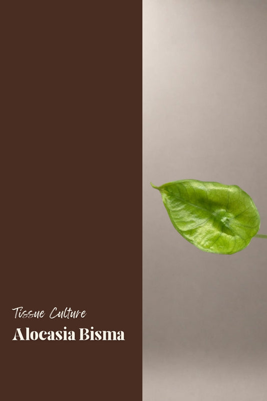 Alocasia Bisma tissue culture plantlet