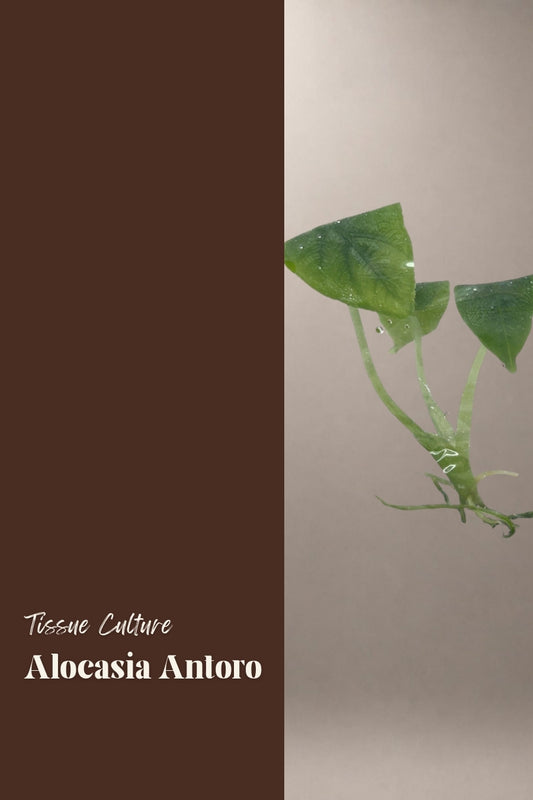 Alocasia Antoro tissue culture plantlet