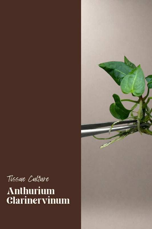 Anthurium Clarinervinum tissue culture plantlet
