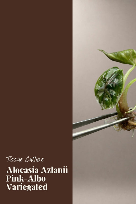 Alocasia Azlanii Pink-Albo Variegated tissue culture plantlet