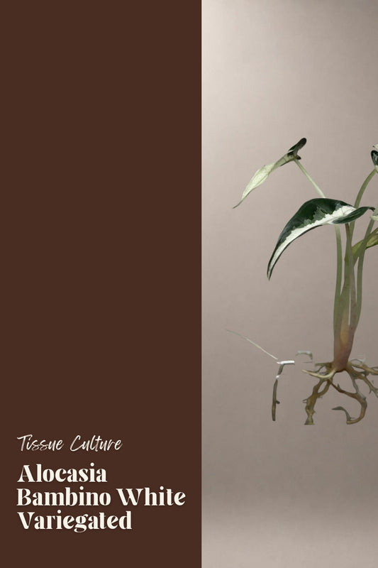 Alocasia Bambino White Variegated tissue culture plantlet