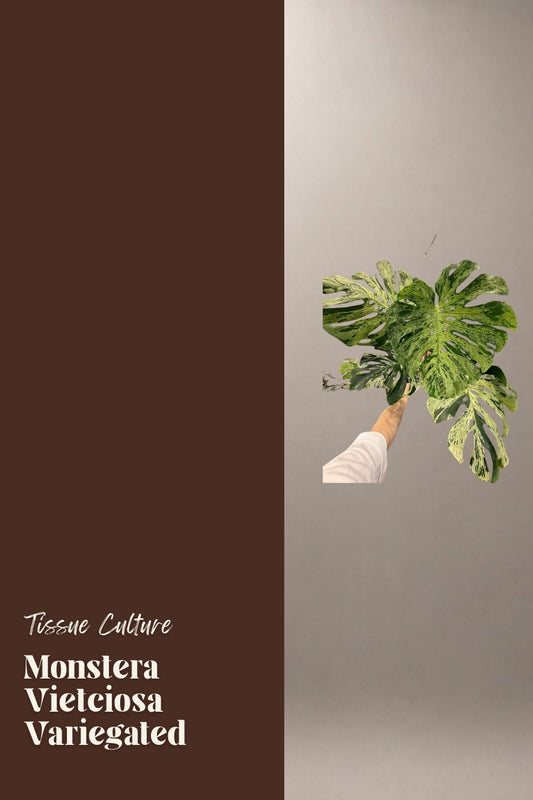 Monstera Vietciosa Variegated tissue culture plantlet