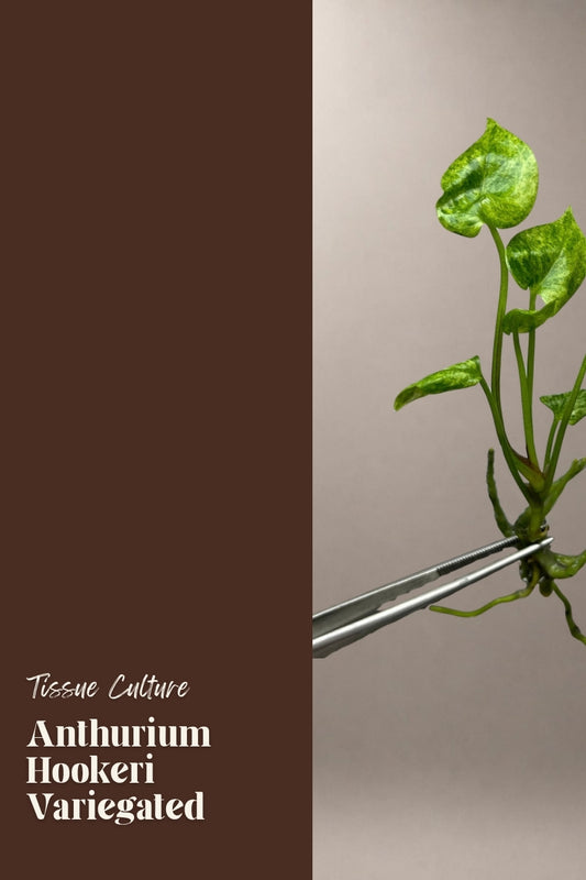 Anthurium Hookeri Variegated tissue culture plantlet